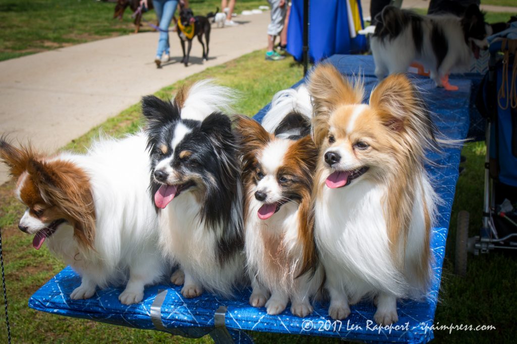 These brothers and sisters had fun at the Monmouth County SPCA Dog Walk