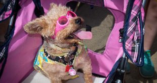 Monmouth County SPCA Dog Walk had the cutest dogs on the planet