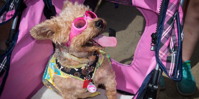 Monmouth County SPCA Dog Walk had the cutest dogs on the planet